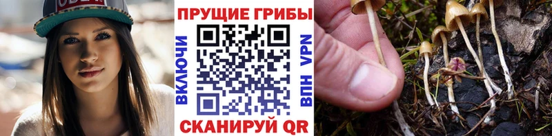 Галлюциногенные грибы Psilocybine cubensis  маркетплейс официальный сайт  Ликино-Дулёво 